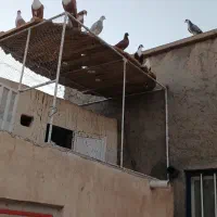 کبوتر ریش زرد وریش سرخ