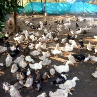 فروش اردک پکینی چهارماه ریز ودرشت|حیوانات مزرعه|شلمان, |دیوار