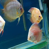 ماهی دیسکس در چند نژاد مختلف