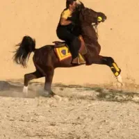 اسب سواریدار