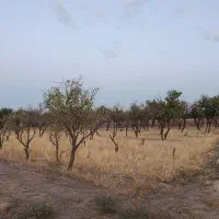 باغ فروشی در ضیاالدین شهرک ولیعصر