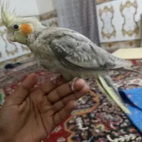 سلام عروس هلندی دستی هسته