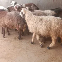 بره