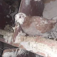 کبوتر پرشی|پرنده|قیدار, |دیوار