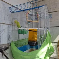 مرغ عشق همراه قفس و لوازم|پرنده|رباطکریم, رباطکریم|دیوار