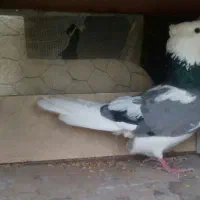 کفترپرشی.سالم