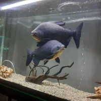 پیرانا نروماده ۳۰ سانتی رنگ عالی و خوب|ماهی|تبریز, |دیوار