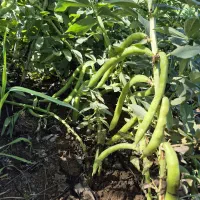 باقلا ۷ بند درجه یک