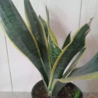 گل سانسوریا کرواتی ابلق
