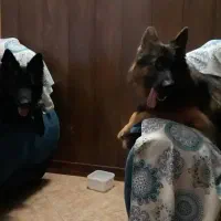 سگ ژرمن /نر و ماده/توله سگ/سگ /پت خانگی