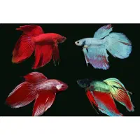 ماهی فایتر|ماهی|تهران, خلیج فارس|دیوار