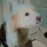 سگ پاکوتاه حرف گوش کن 2عدد|سگ|سمنان, |دیوار