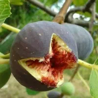 فروش نهال های با اصالت لیبل دار