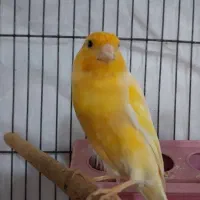 قناری مست مست