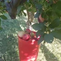 باغ در نهند اقساطی