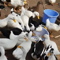 فروش ویژه  اردک و غاز بوقلمون