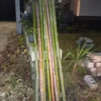 فروش بامبو