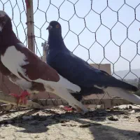 کفتر صبد|پرنده|تربتحیدریه, طالقانی|دیوار