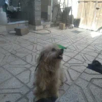 سگ کوتاه