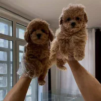 تاینی توی پودل|سگ|تهران, درکه|دیوار