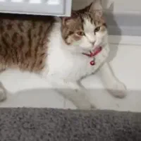 گربه پیدا شده