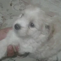 توله یورگ شایر تریر|سگ|پاکدشت, پاکدشت (مامازند)|دیوار