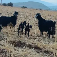 کولار دورگ پاکستانی درجه یک و بُز ترکی جوان