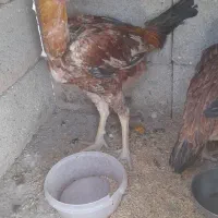 لاری خروس