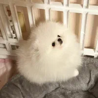 مرکز سگ پامر خرسی.پامرانین عروسکی اصیل