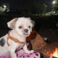 گمشده