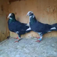 ۱۴ تا پرنده تبعیدی|پرنده|الوند, |دیوار