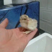 جوجه برهما لهستانی