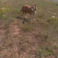 سگ ماده