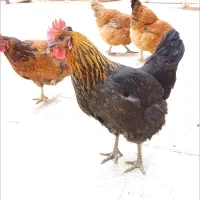مرغ بومی تخم گذار