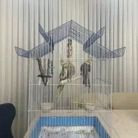 عروس هلندی