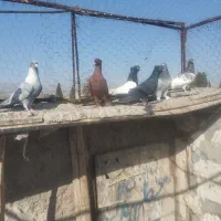 کبوتر.کفتر رنگی|پرنده|فسا, |دیوار