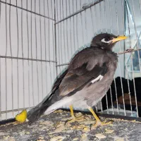 مینا نر فروشی