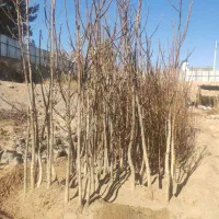 نهال گیلاس سامیت|گل و گیاه طبیعی|کرمان, |دیوار