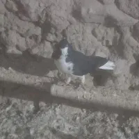 چند عدد خوشرنگ|پرنده|خرمدشت, |دیوار