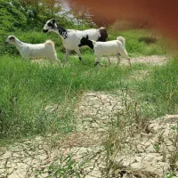 کهره جمولی آغوس