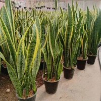 حراج گل های طبیعی قیمت تولیدی گلسرای فرشته