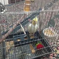 فروش عروس هلندی