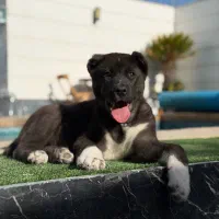 الابای روسی