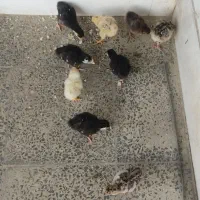 بوقلمون
