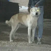 توله سگ خراسانی