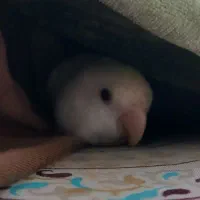 طوطی برزیلی گم شده|حیوانات|مرودشت, علی‌آباد‎|دیوار