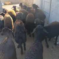 15راس توقلی ماده پای قوچ|حیوانات مزرعه|سیمین شهر, |دیوار