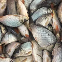 بچه ماهی کپور بشقابی طلایی|ماهی|بابل, |دیوار