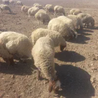 میش داشتی|حیوانات مزرعه|الشتر, |دیوار