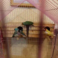 طوطی کوتوله فیشر مولد و فنج